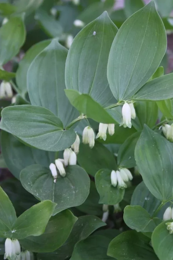Polygonatum latifolium 'Heronswood'