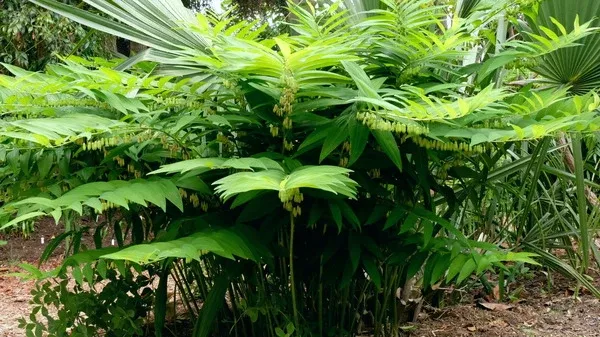 Polygonatum macropodum