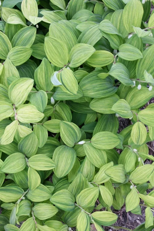 Polygonatum odoratum 'Goldilocks'