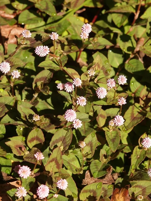 Polygonum capitatum 'Pink Buttons'