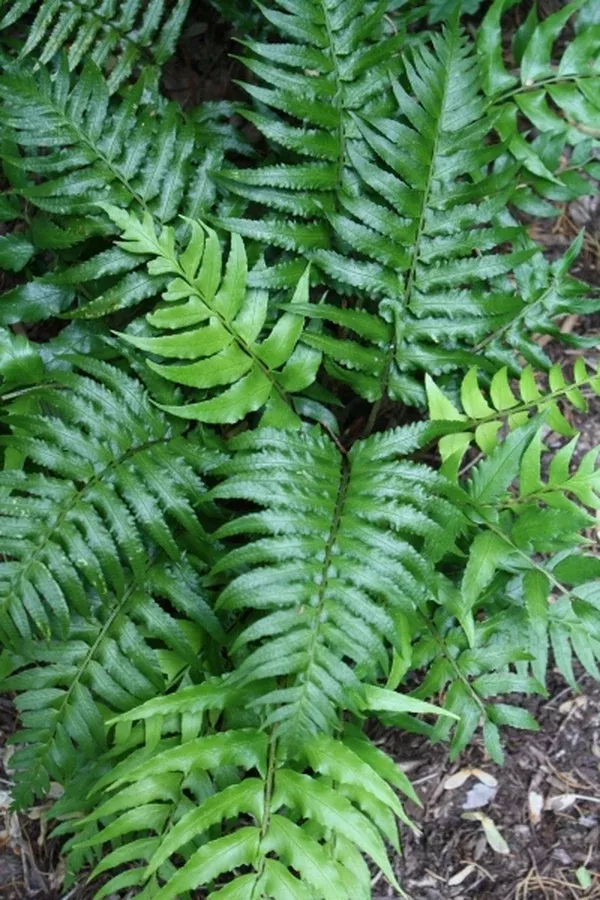 Polystichum lepidocaulon