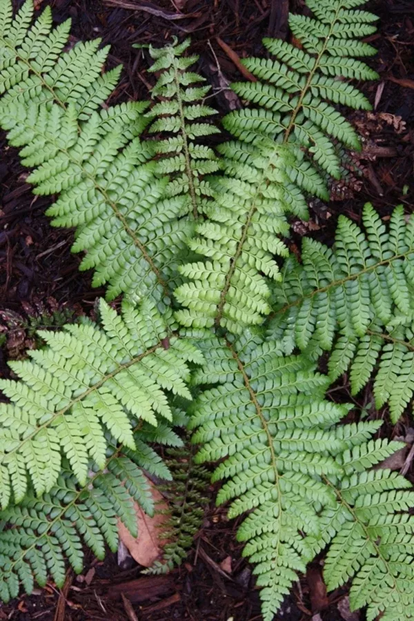 Polystichum x dycei
