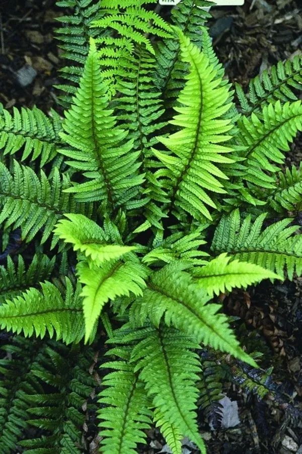 Polystichum xiphophyllum