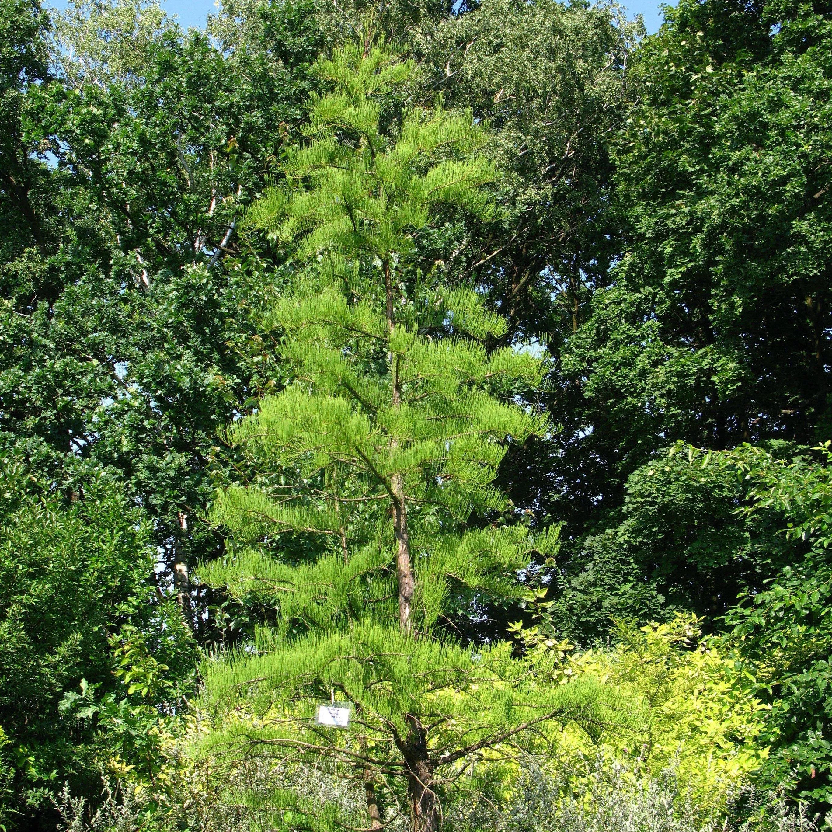 Pond Cypress