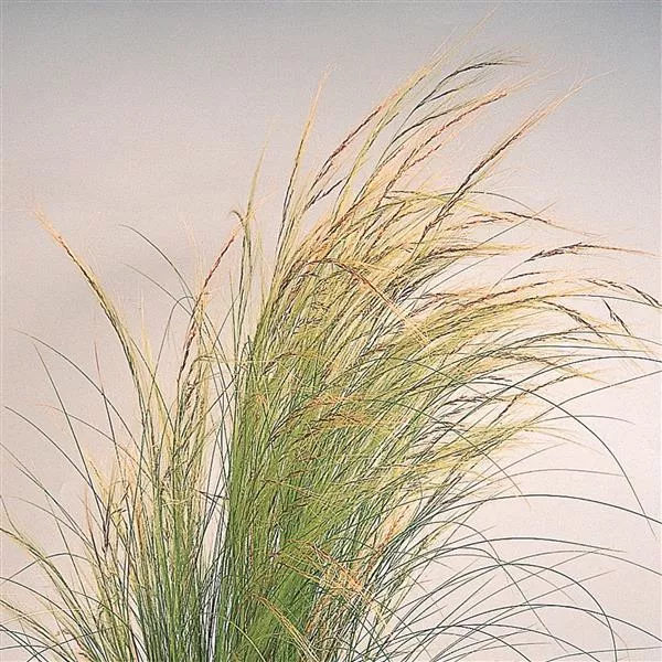 Pony Tails™ Mexican Feather Grass