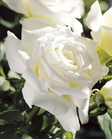 Pope John Paul II Hybrid Tea Rose