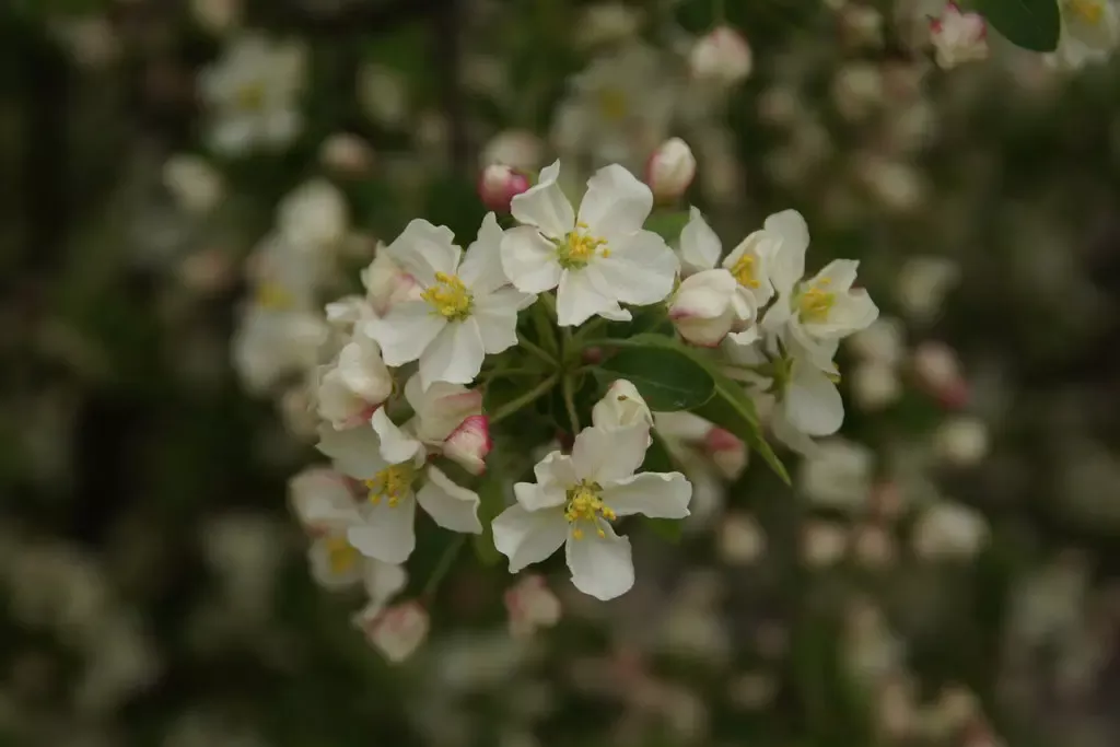 Popsicle Crabapple (Standard)