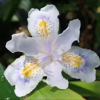 Porcelain Maiden Fringed Iris