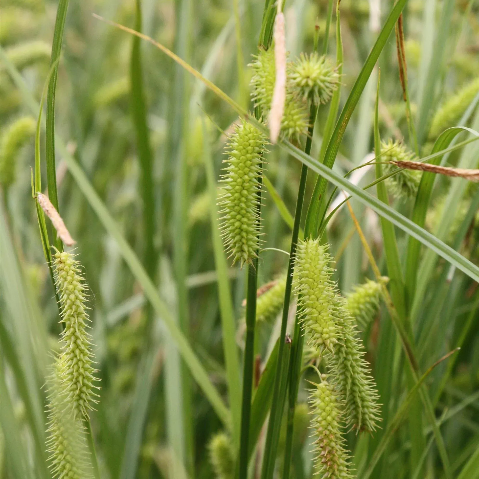 Porcupine Sedge