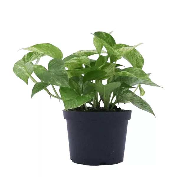 Pothos - Marble Queen 6"