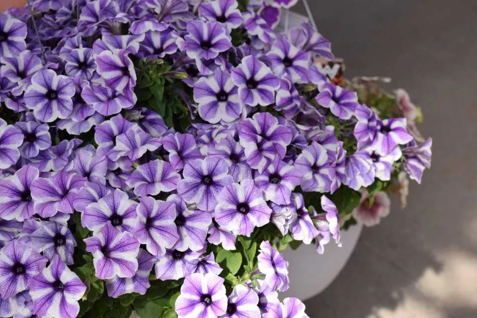 Potunia Starfish Petunia