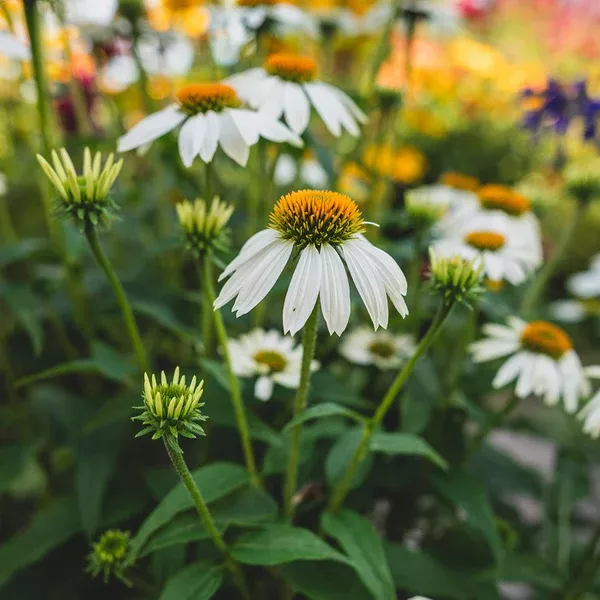 Powwow White Coneflower # 1 CG