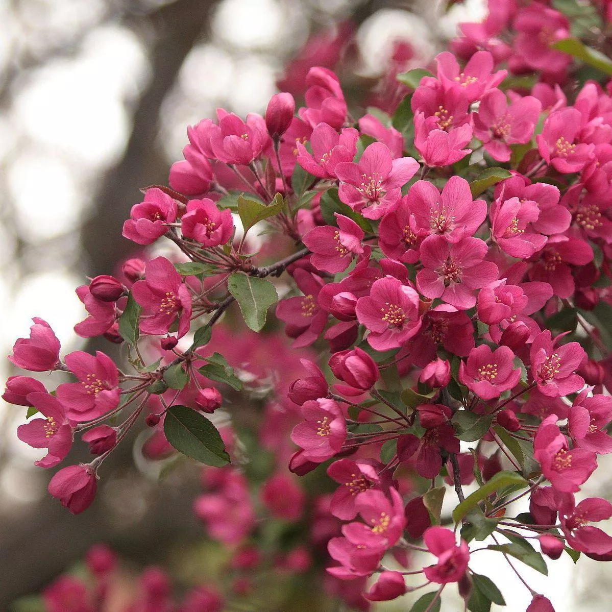 Prairi Fire Crabapple