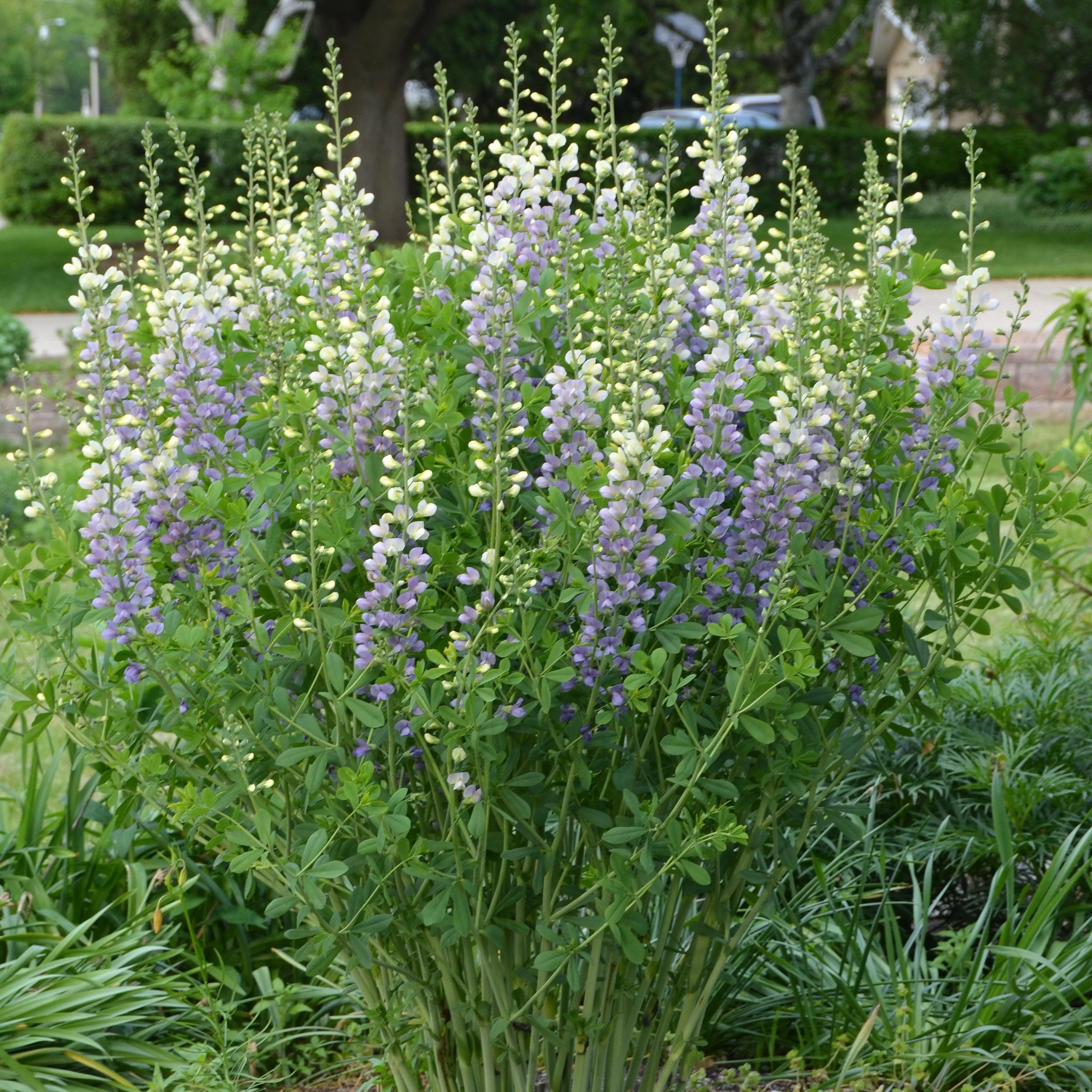 Prairieblues™ Lunar Eclipse Baptisia, False Indigo
