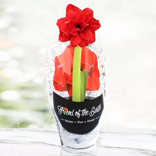 Pre-Potted Bingo Amaryllis