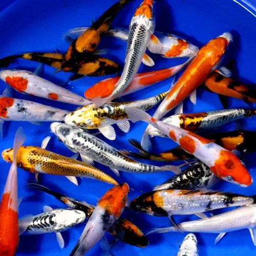 Premium Grade Koi 5-6 inches - 10 Fish