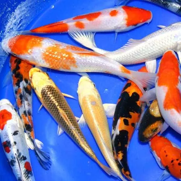Premium Grade Koi 8-10 inches - 1 Fish
