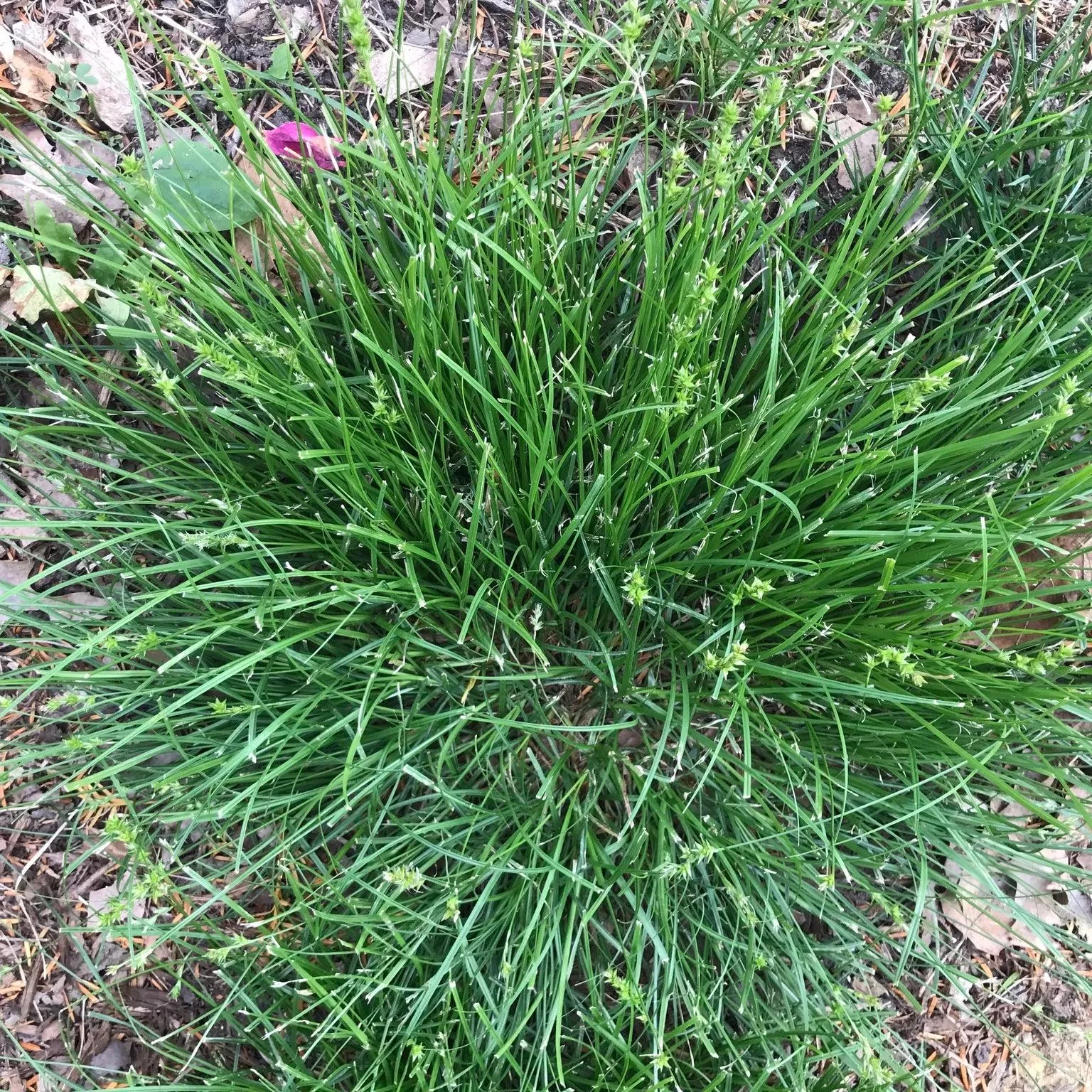Prickly Sedge