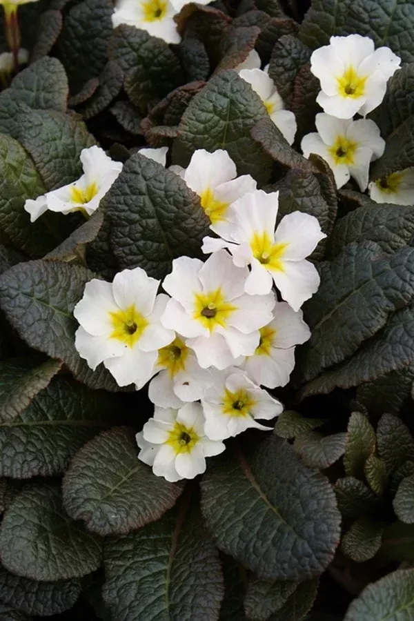 Primula 'Drumcliff'