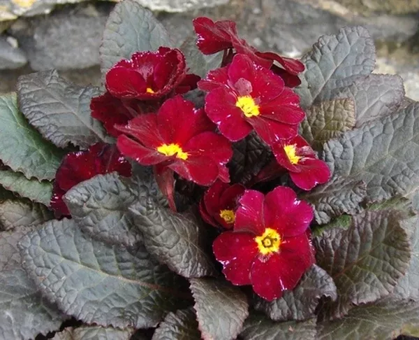 Primula 'Innisfree'
