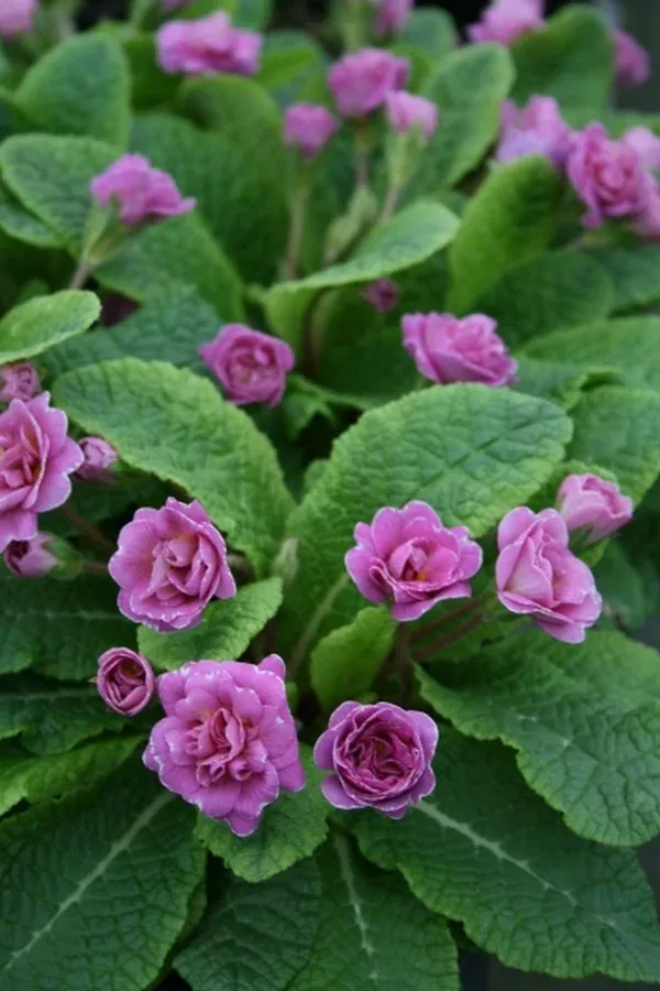 Primula 'Paragon'
