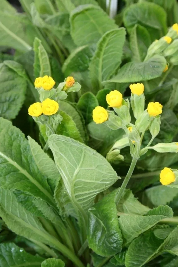 Primula 'Prinic' PP 12,892