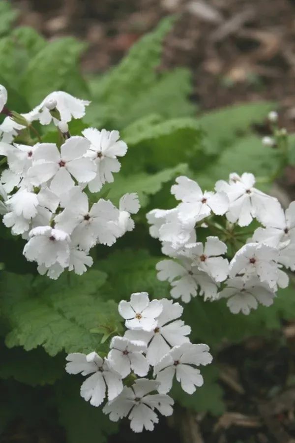 Primula sieboldii 'Fuji Snow'