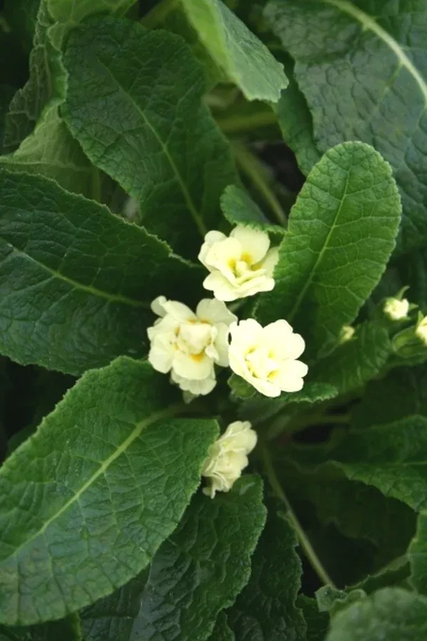 Primula x polyantha 'Val Horncastle'