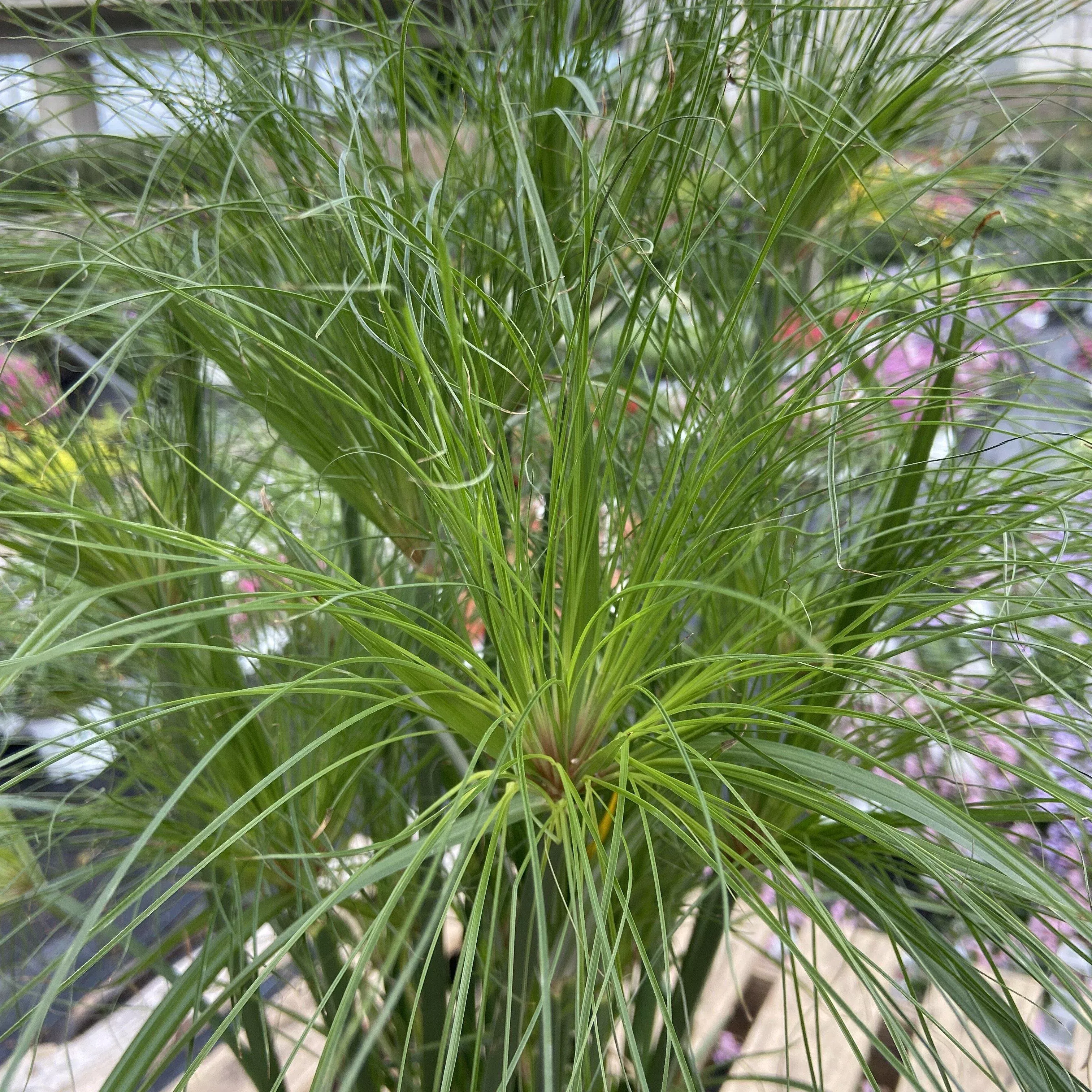 Prince Tut Dwarf Egyptian papyrus