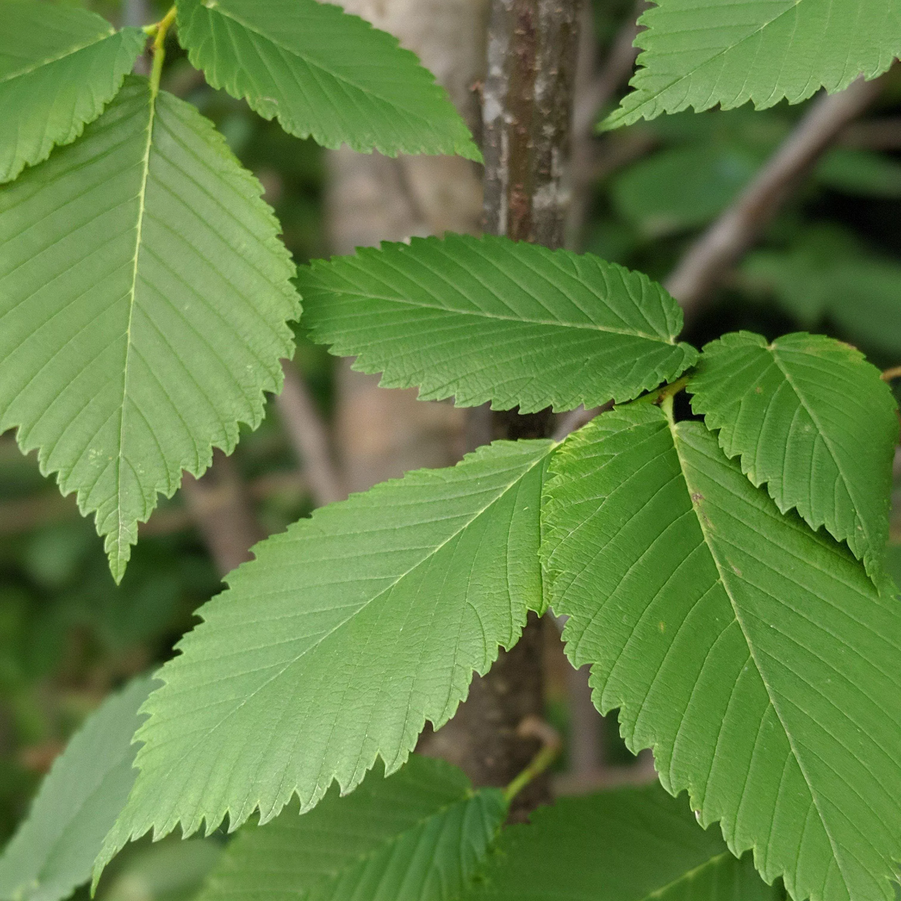 Princeton American Elm