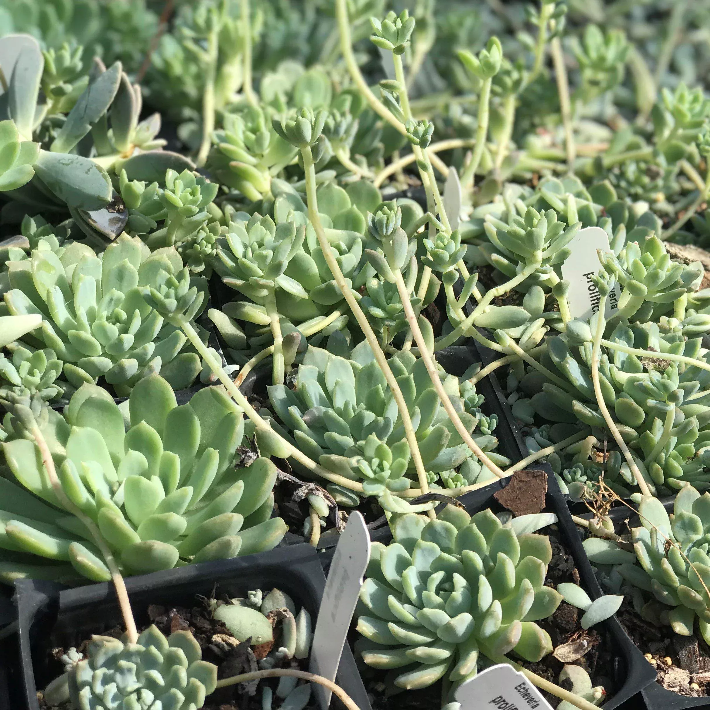 Prolific Echeveria