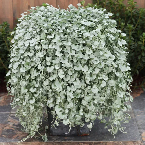 Proven Accents Silver Falls Dichondra