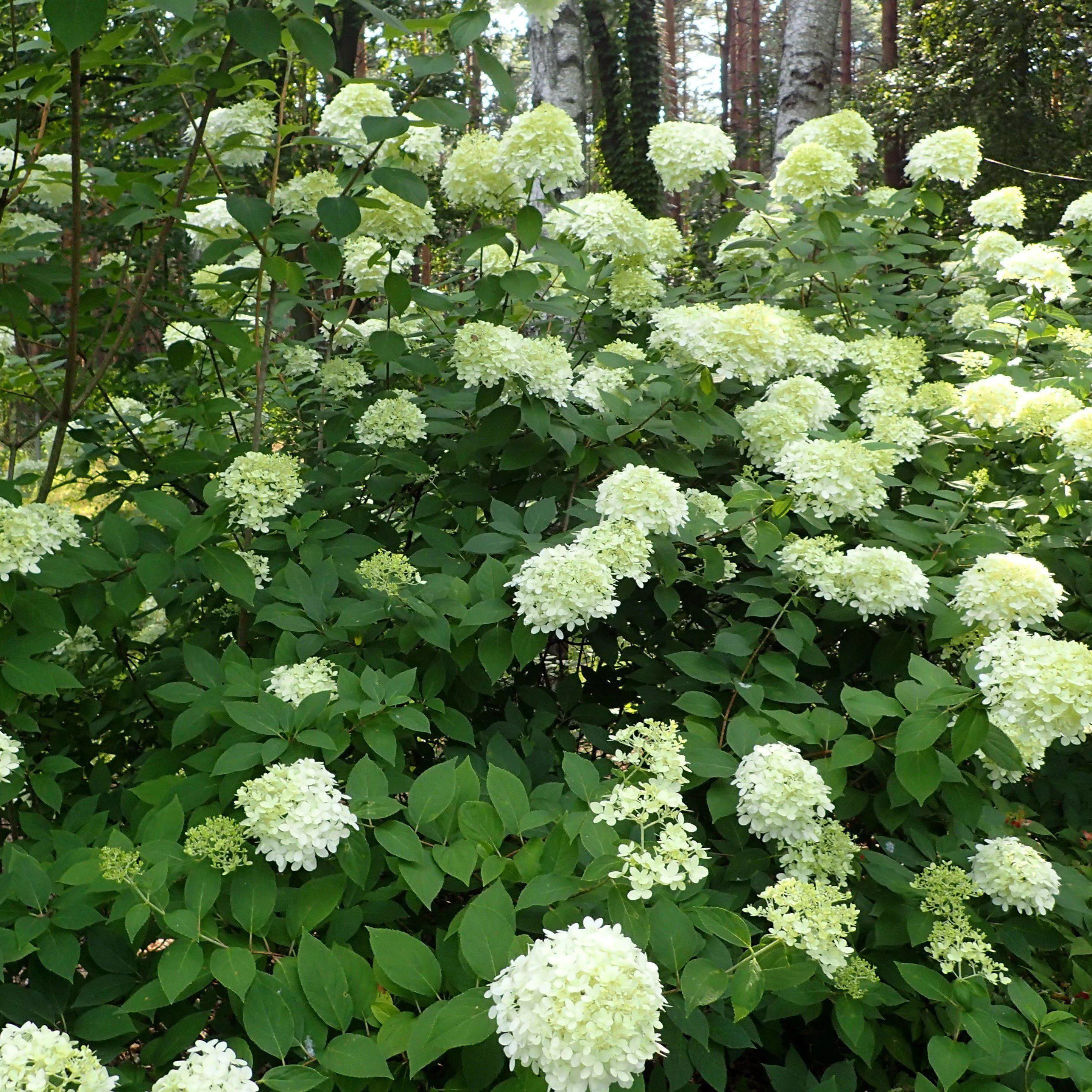 Proven Winners Limelight Hydrangea