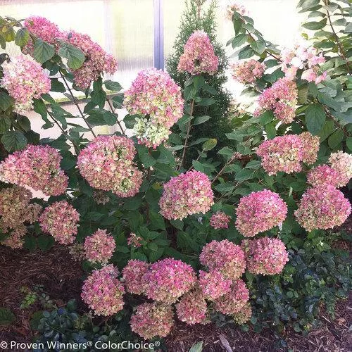 Proven Winners Little Lime Hydrangea