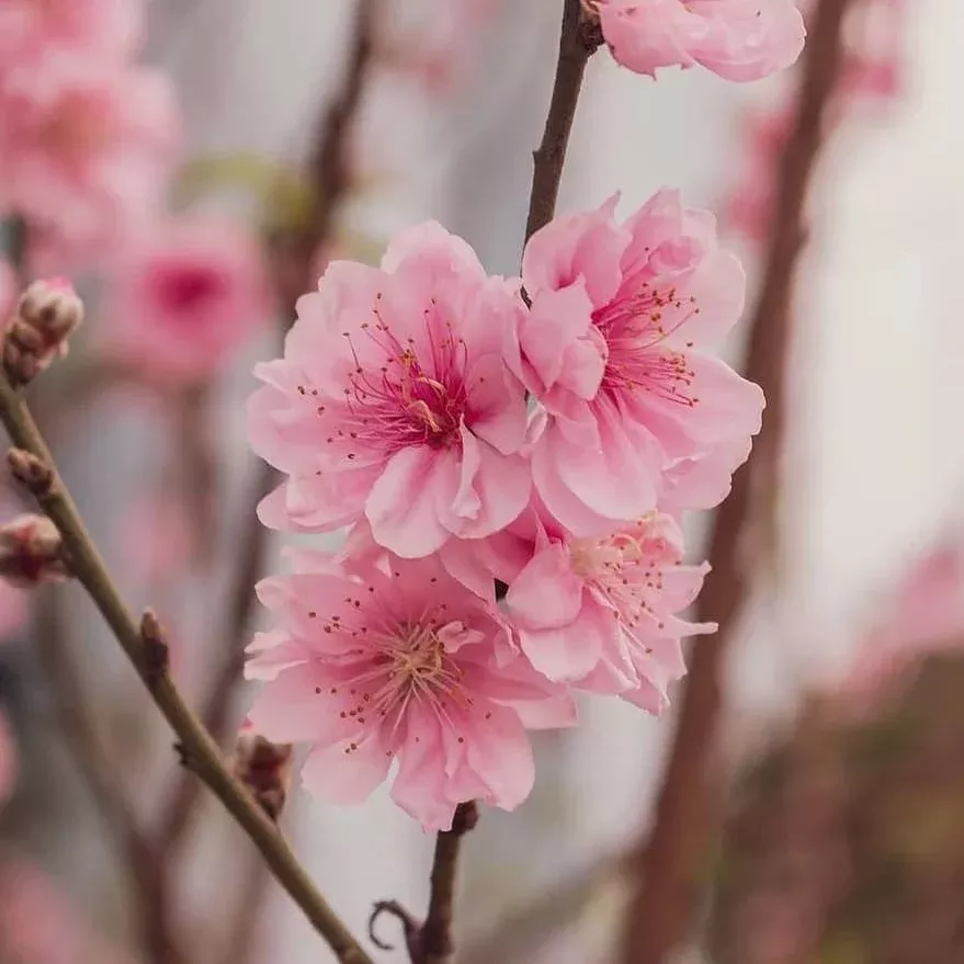 Prunus persica 'Corinthian Pink' - Pink Corinthian Peach