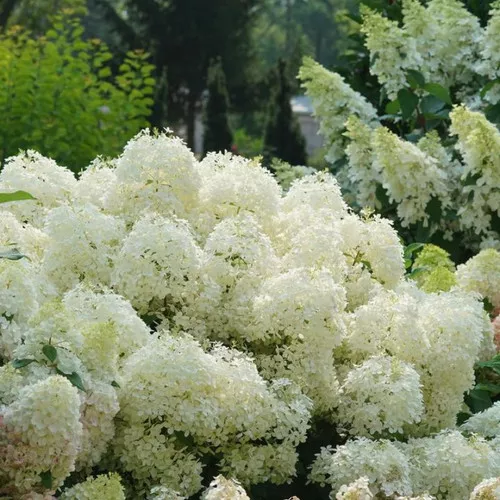 Puffer Fish™ Hydrangea