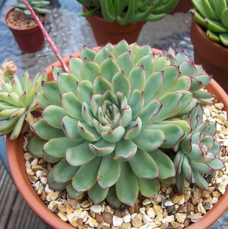Pulido's Echeveria
