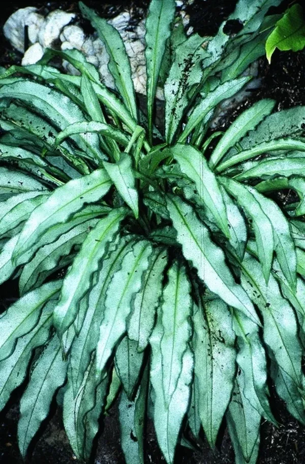 Pulmonaria 'Samourai'
