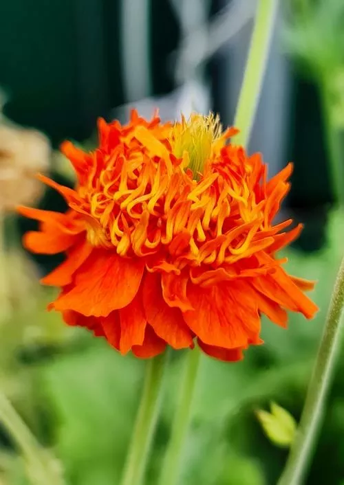 Pumpkin Orange Avens
