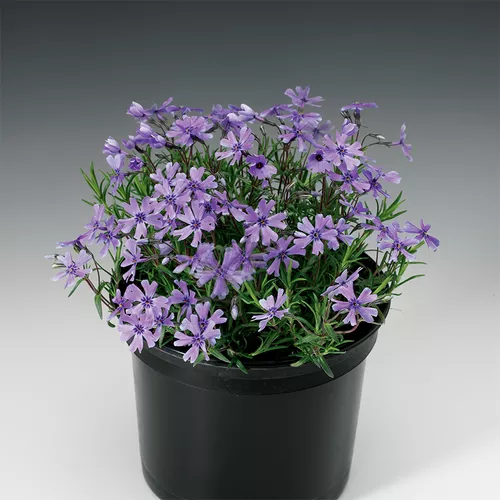 Purple Beauty Moss Phlox