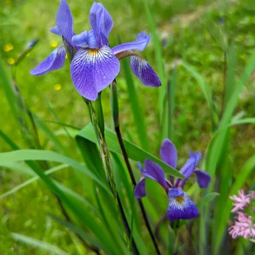 Purple Flame Blue Flag Iris Versicolor