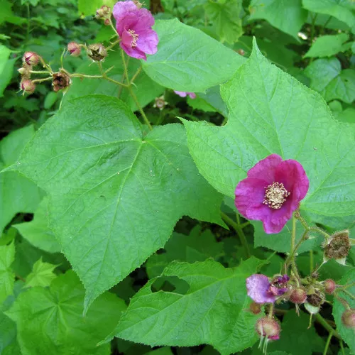 Purple Flowering Raspberry