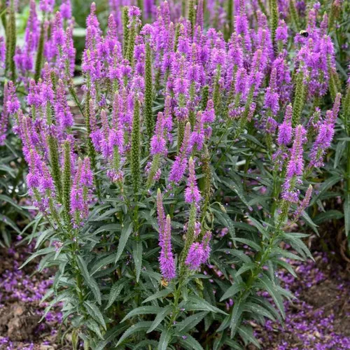 Purple Leia Spike Speedwell