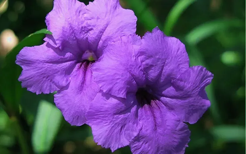Purple Showers Mexican Petunia BRAID