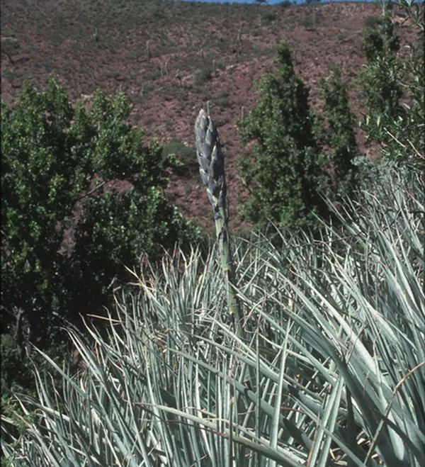 Puya yakespala
