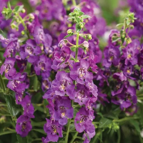 PW Angelface Blue Summer Snapdragon