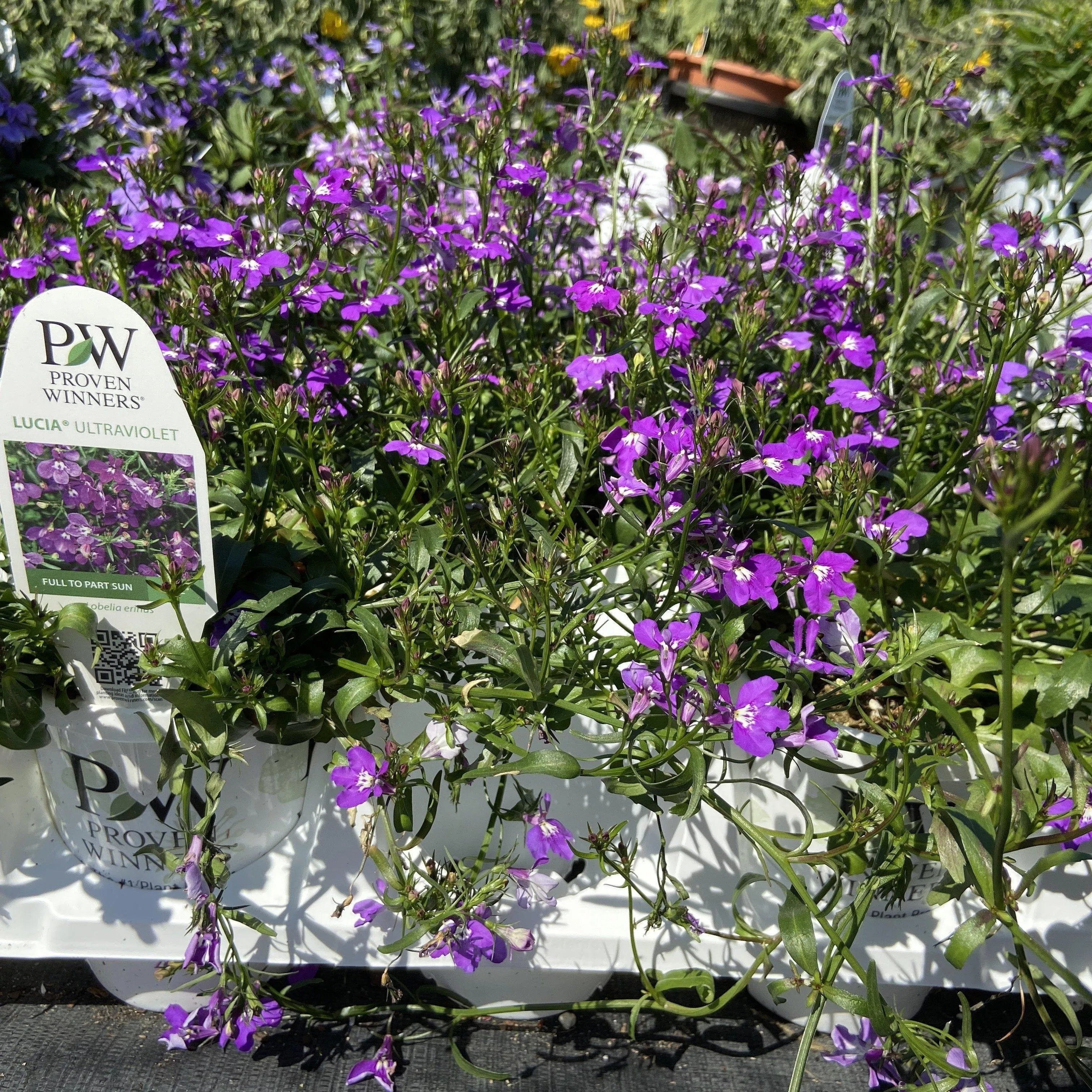 PW Laguna Ultraviolet™ Lobelia