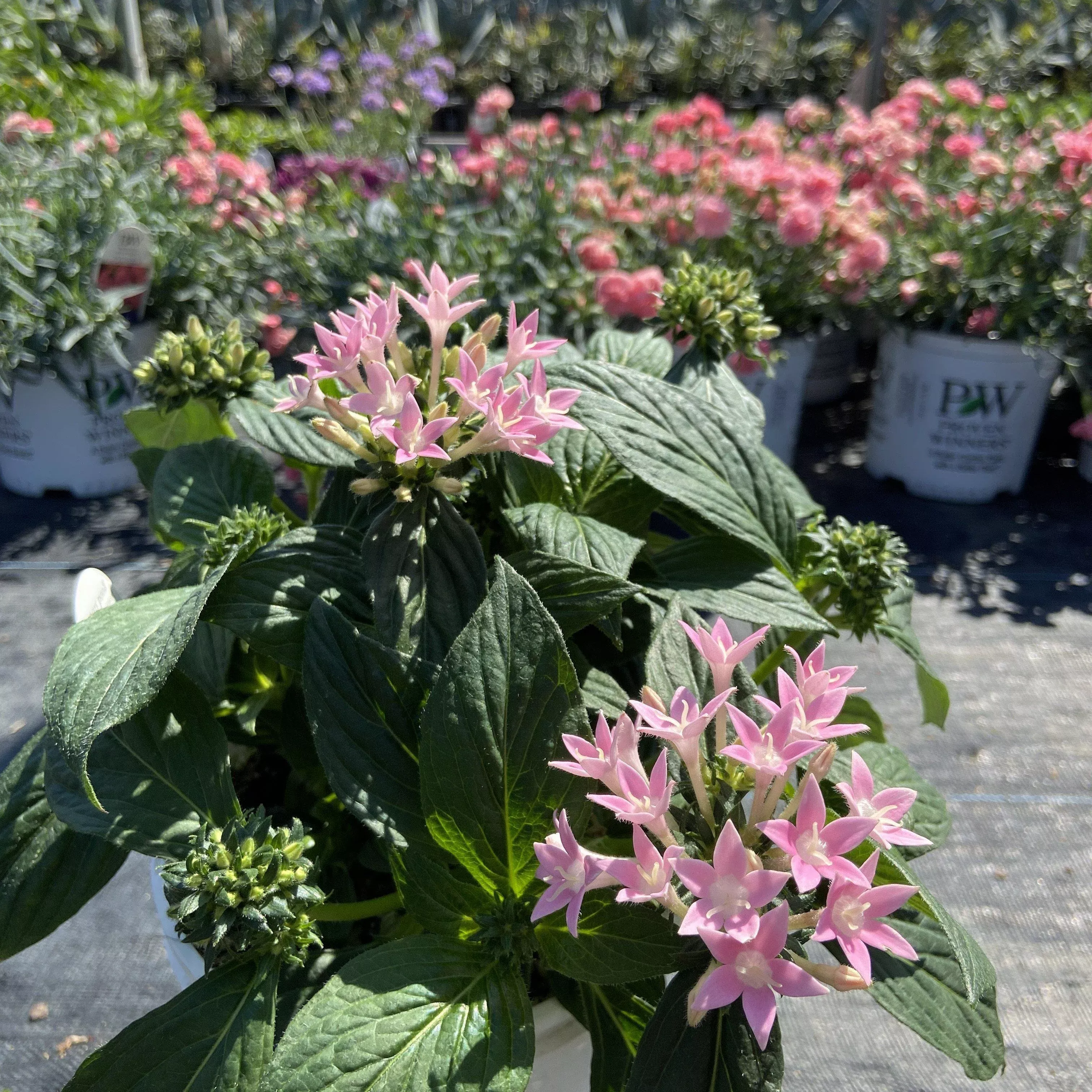 PW Sunstar Pink Egyptian Star Flower