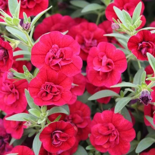 PW Superbells Double Ruby Calibrachoa