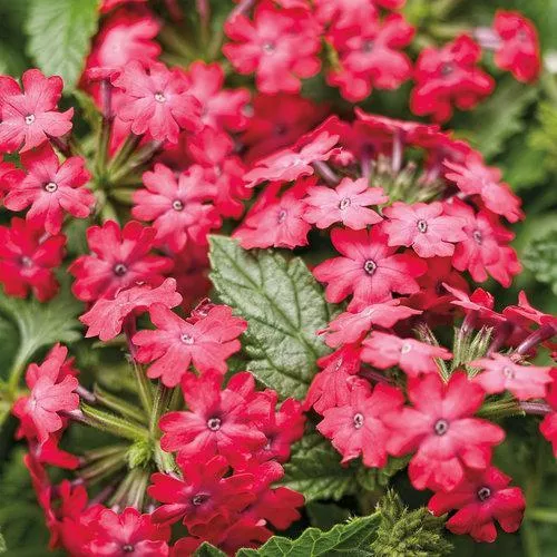 PW Superbena Royale Iced Cherry Verbena